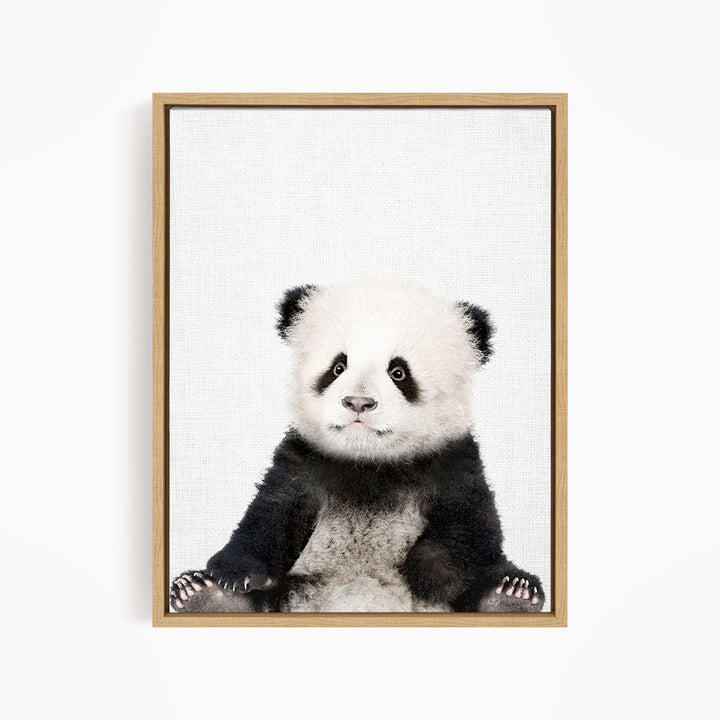 Baby Panda - Animal Portraits