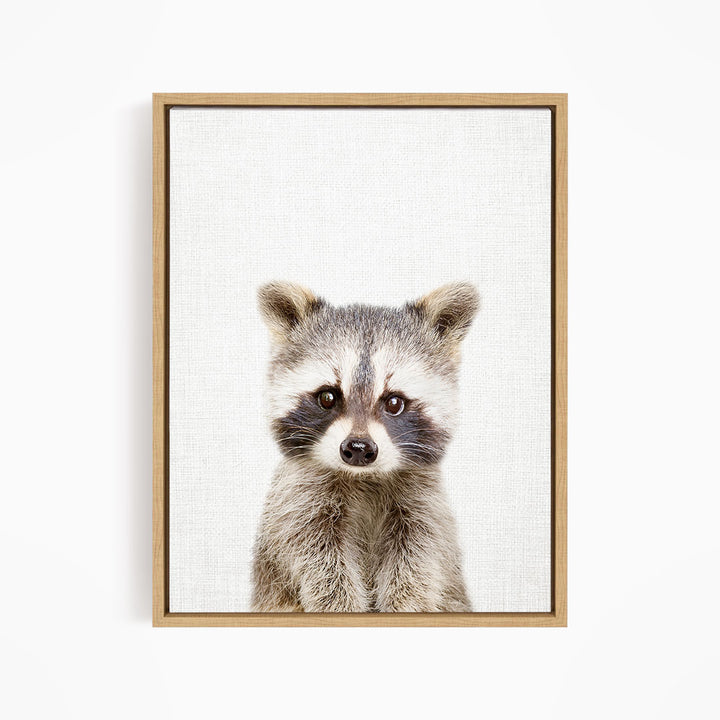 Baby Raccoon - Animal Portraits