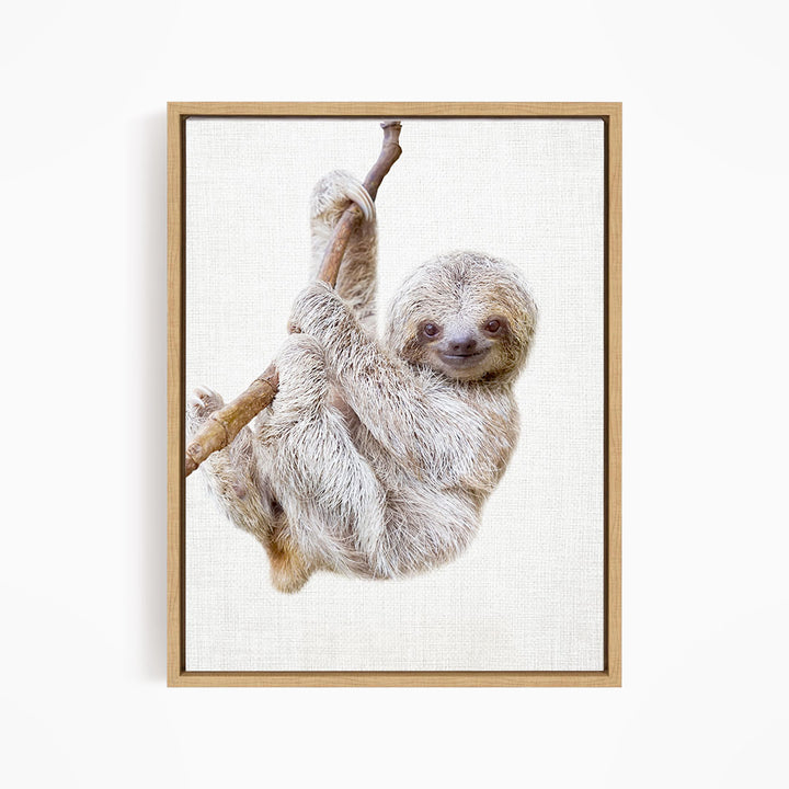 Baby Sloth Hanging Around - Animal Portraits