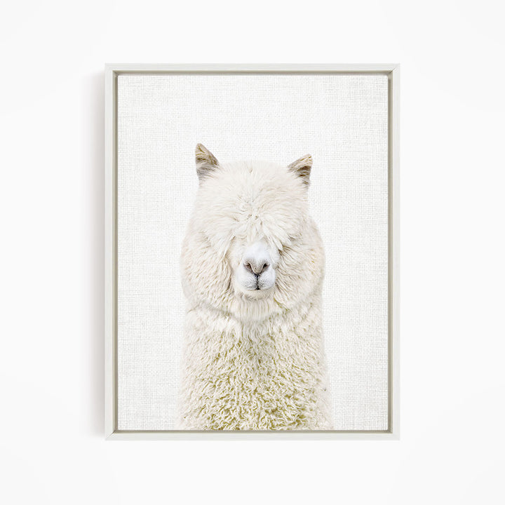 White Alpaca - Animal Portraits