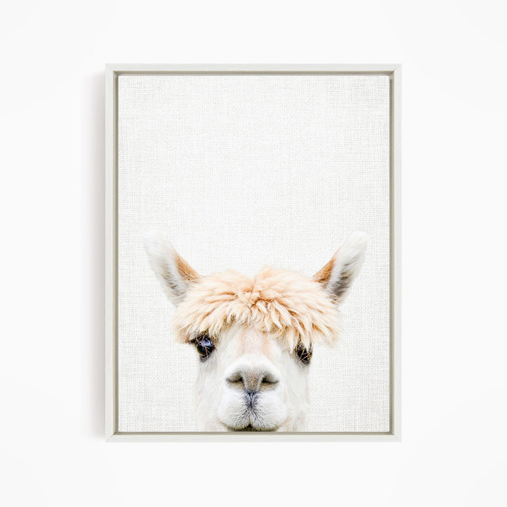 Alpaca Bangs - Animal Portraits