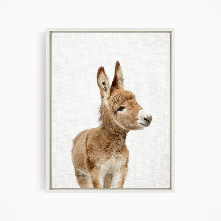 Baby Donkey - Animal Portraits
