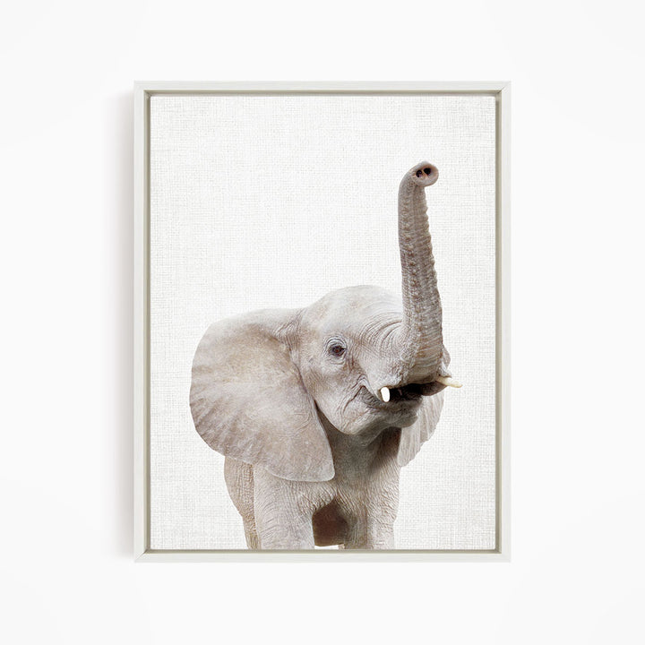 Baby Elephant - Animal Portraits