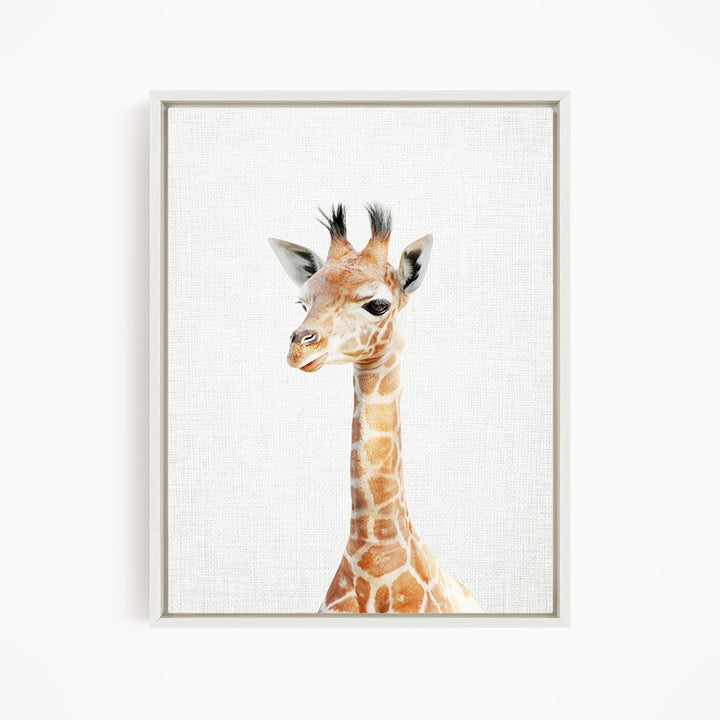 Baby Giraffe - Animal Portraits