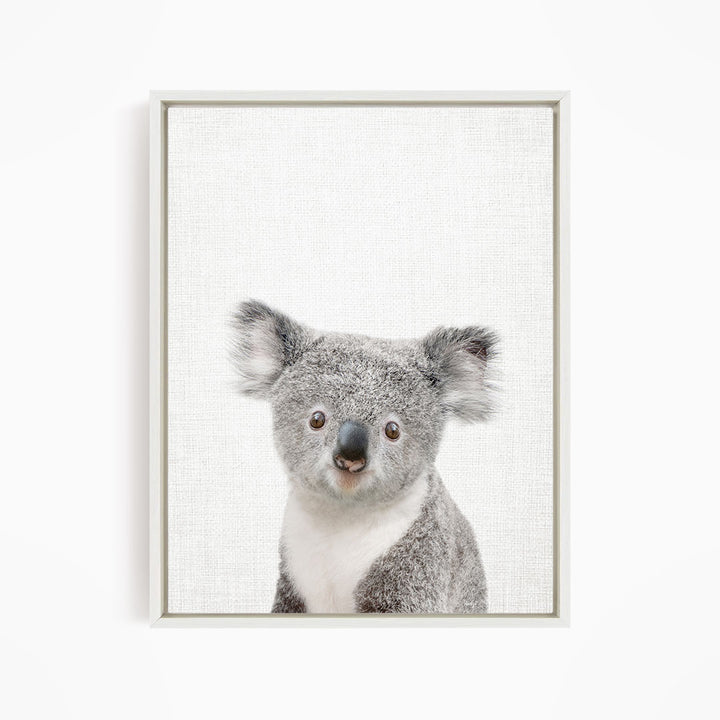 Baby Koala - Animal Portraits