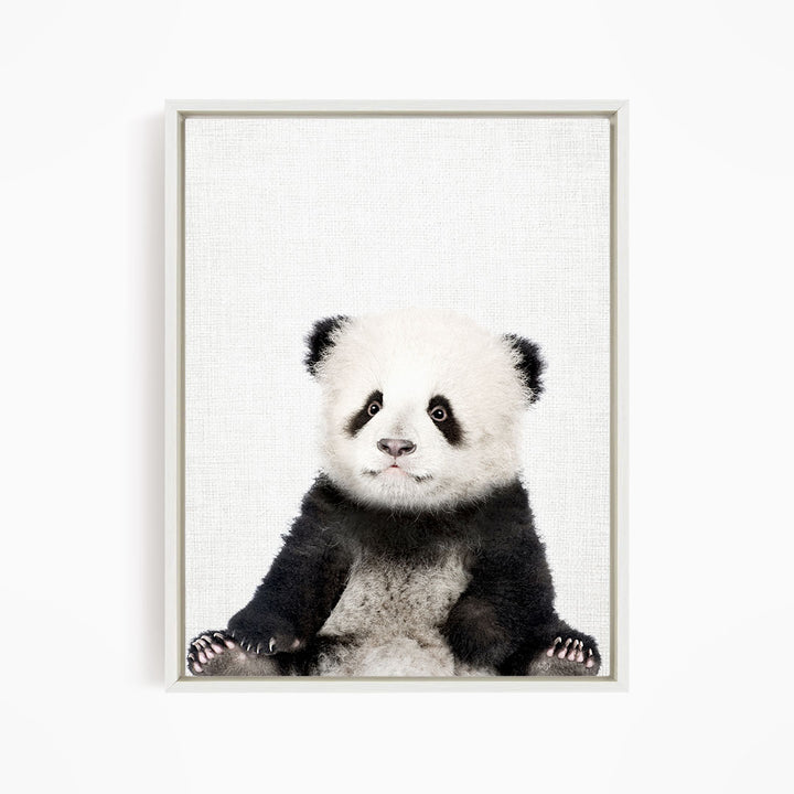 Baby Panda - Animal Portraits