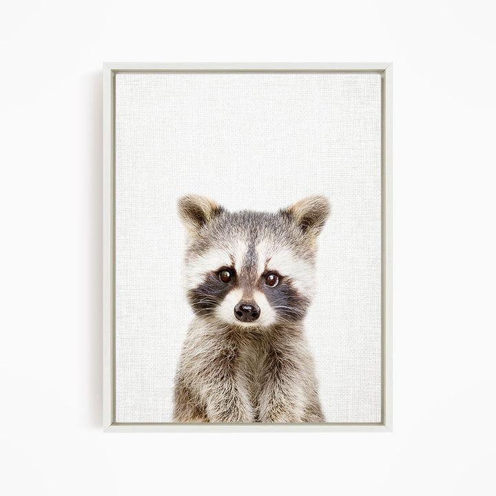 Baby Raccoon - Animal Portraits