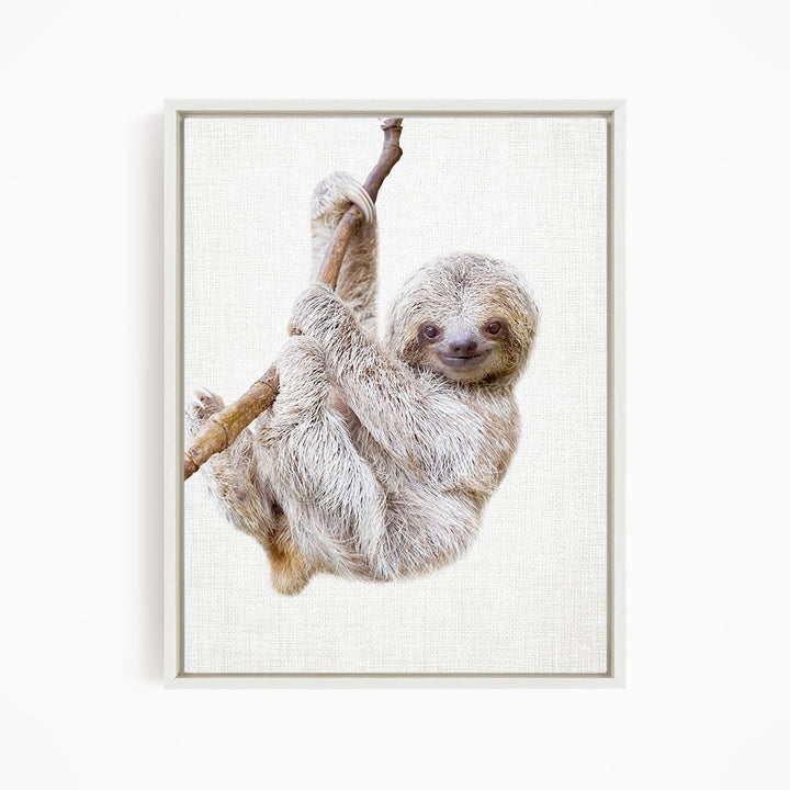 Baby Sloth Hanging Around - Animal Portraits