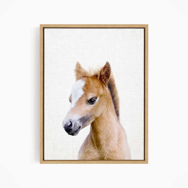 A framed photograph of a young horse with a white blaze on its face, looking directly at the camera.