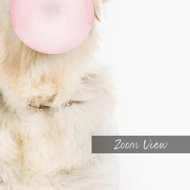 a white dog with a pink bubble in its mouth