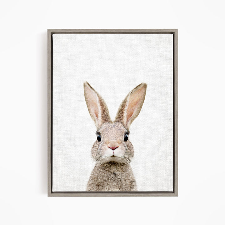 A close-up portrait of a rabbit with large ears and a small nose, looking directly at the camera.
