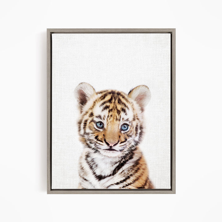 A young tiger cub with striking blue eyes gazes directly at the camera.