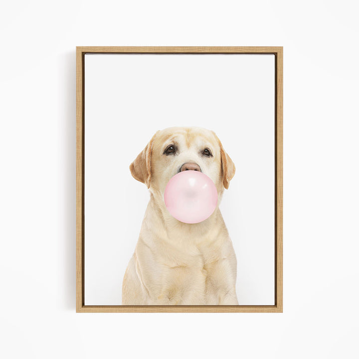A yellow Labrador retriever is sitting on a white background, blowing a pink bubble with its mouth.