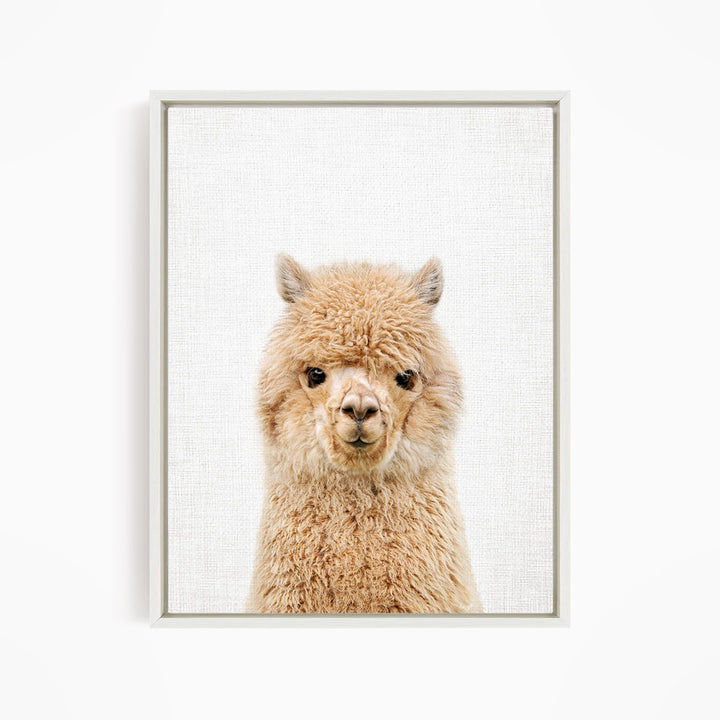 A close-up portrait of a fluffy alpaca against a plain white background.