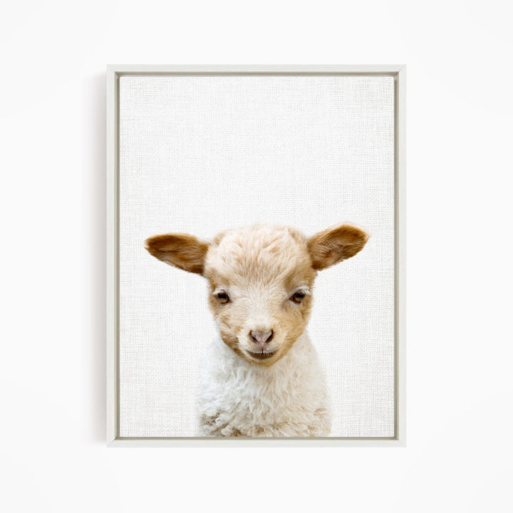 A close-up portrait of a young lamb with a friendly expression, set against a plain white background.