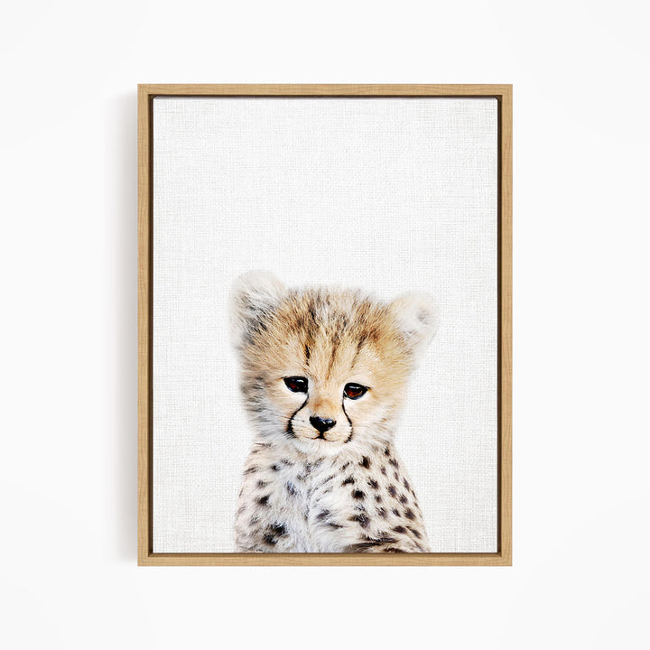 A young cheetah with a spotted coat and large, expressive eyes gazes directly at the camera.