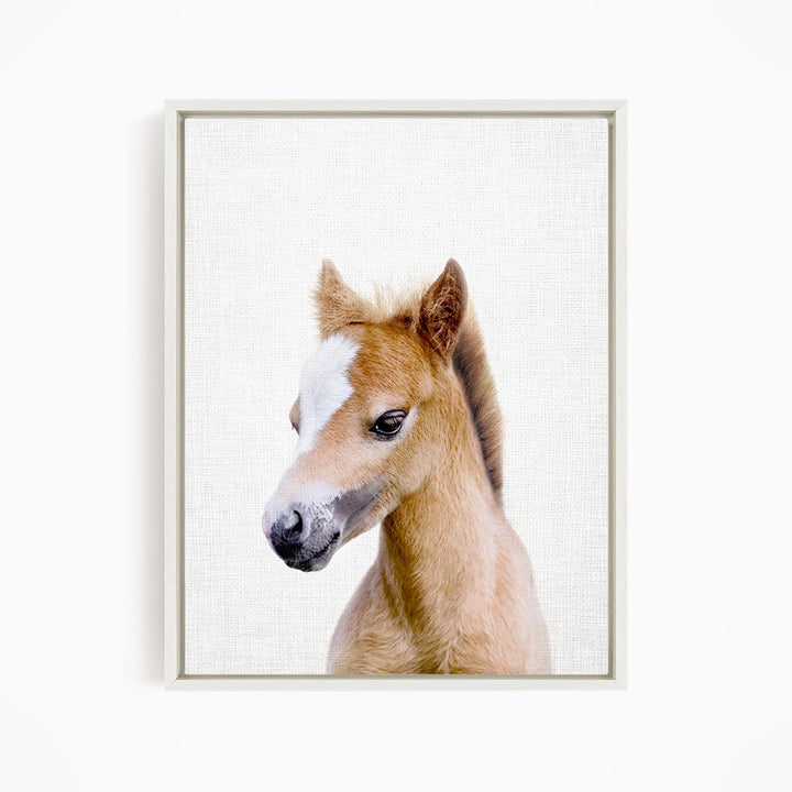 A close-up portrait of a young horse with a white blaze on its face, looking directly at the camera.