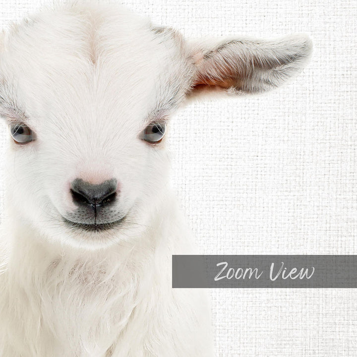 A close-up portrait of a white goat with large eyes and a black nose, looking directly at the camera.