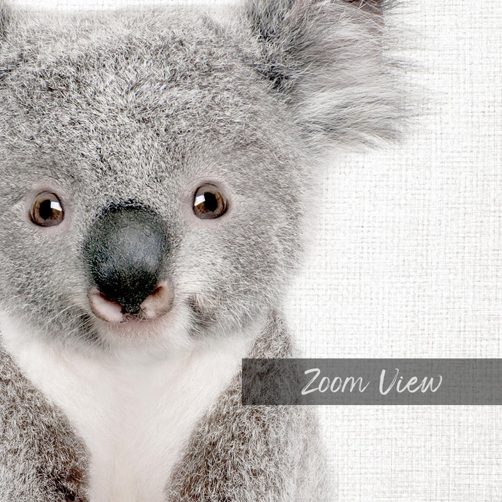 A close-up of a koala bear's face, with its large eyes and distinctive features prominently displayed.