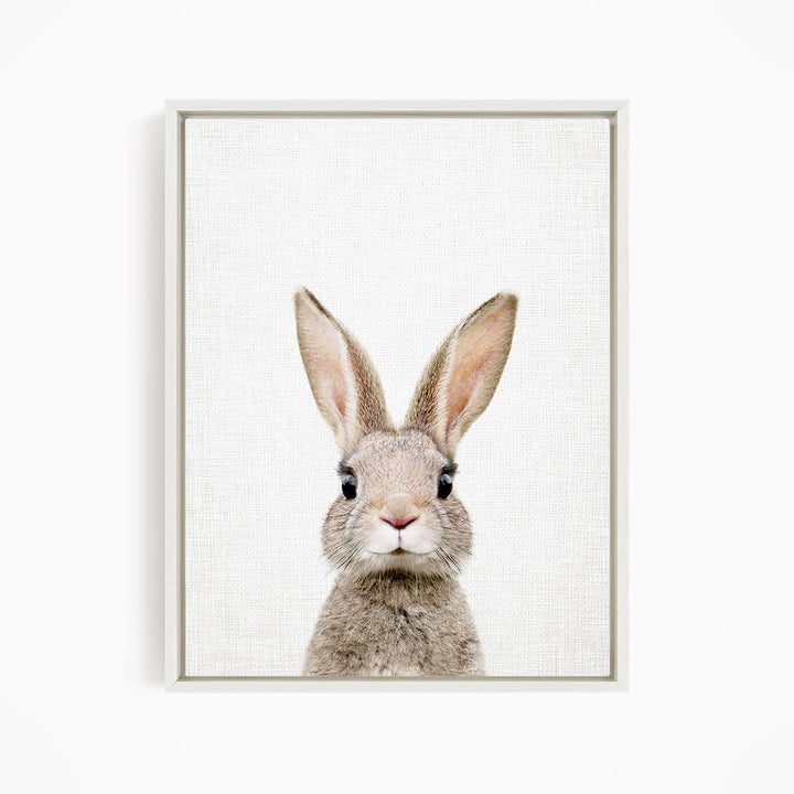 A close-up portrait of a rabbit with large ears and a small nose, looking directly at the camera.