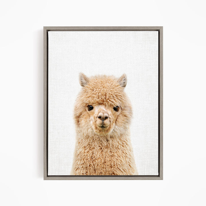 A close-up portrait of a fluffy alpaca with its head turned to the camera.