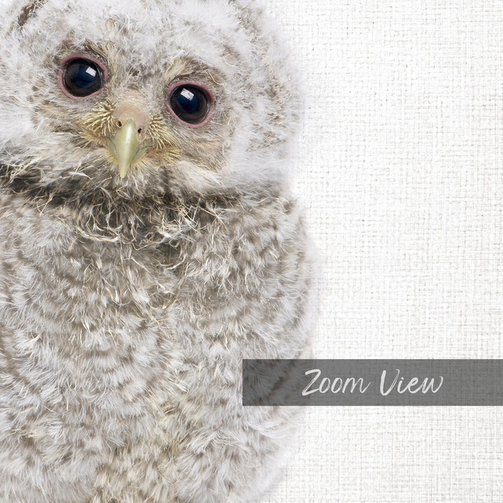 A close-up image of a baby owl with large eyes and a fuzzy, textured appearance.
