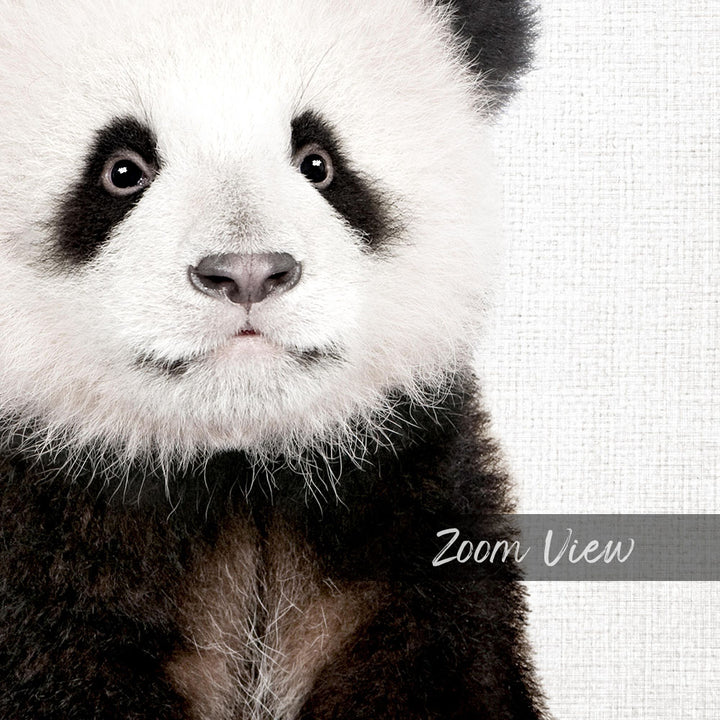 A close-up portrait of a panda bear, with its distinctive black and white fur and large, expressive eyes.