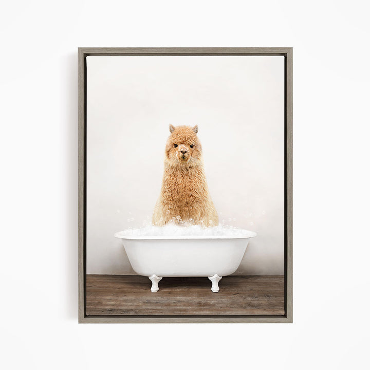 A fluffy alpaca sitting in a white bathtub filled with bubbles, looking directly at the camera.