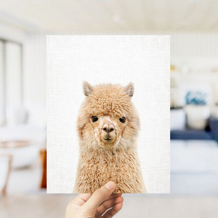 A hand is holding up a square print of a fluffy alpaca's face against a white background.