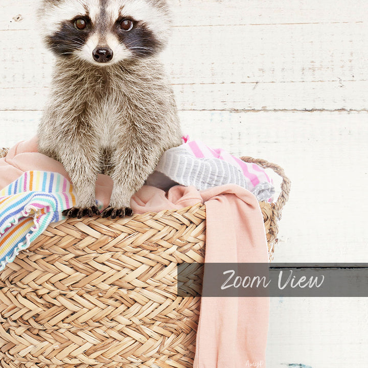 A raccoon sitting on a woven basket filled with clothes, with a "Zoom View" text overlay.