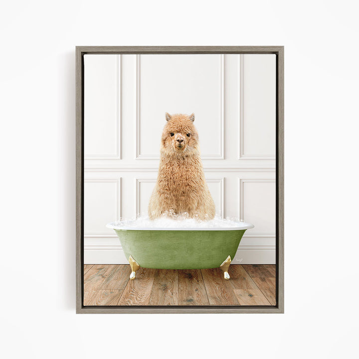 Alpaca in Transitional Bath Style