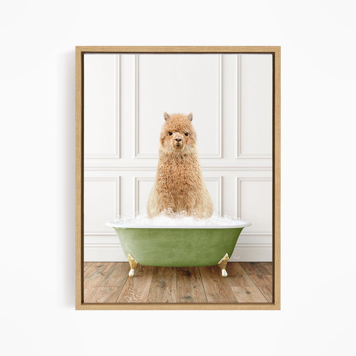 Alpaca in Transitional Bath Style