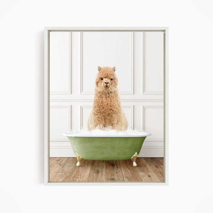 Alpaca in Transitional Bath Style