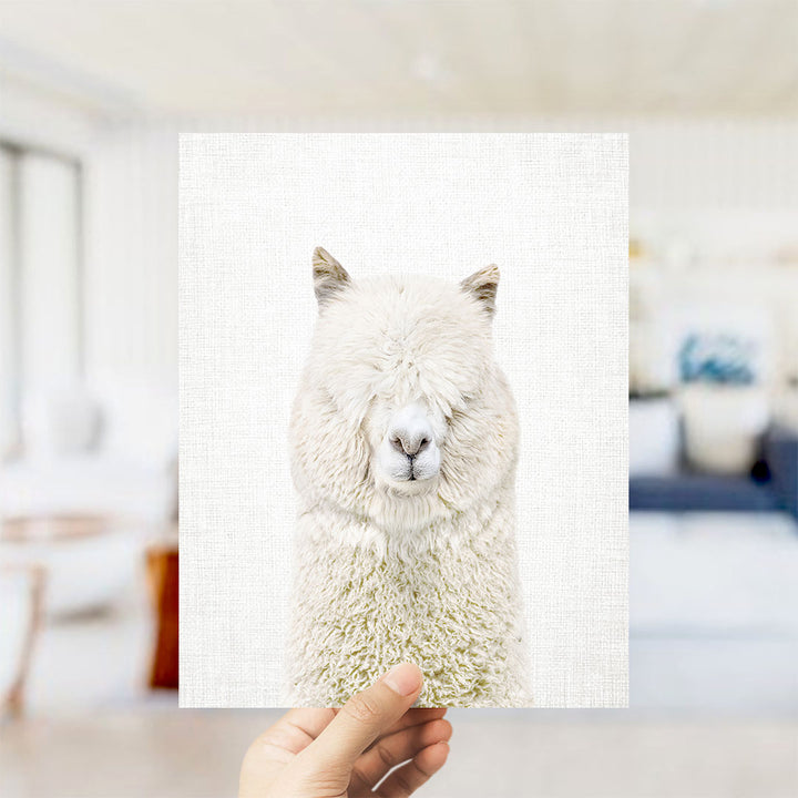 White Alpaca - Animal Portraits