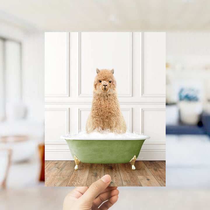 Alpaca in Transitional Bath Style