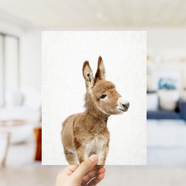 Baby Donkey - Animal Portraits