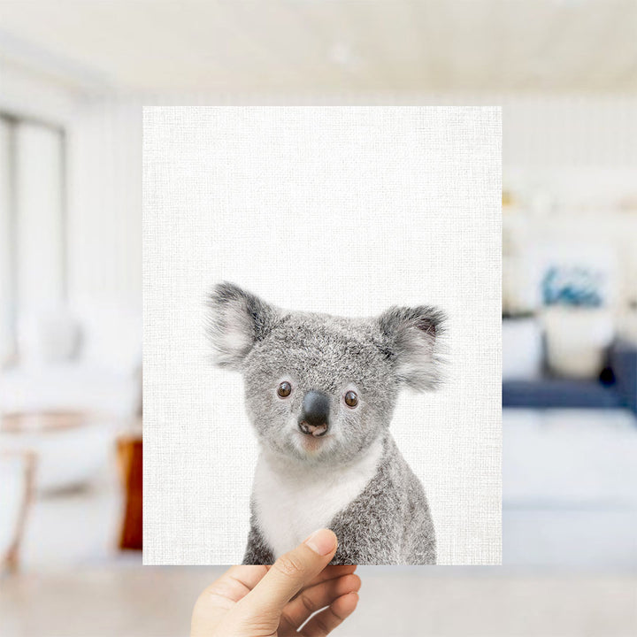Baby Koala - Animal Portraits