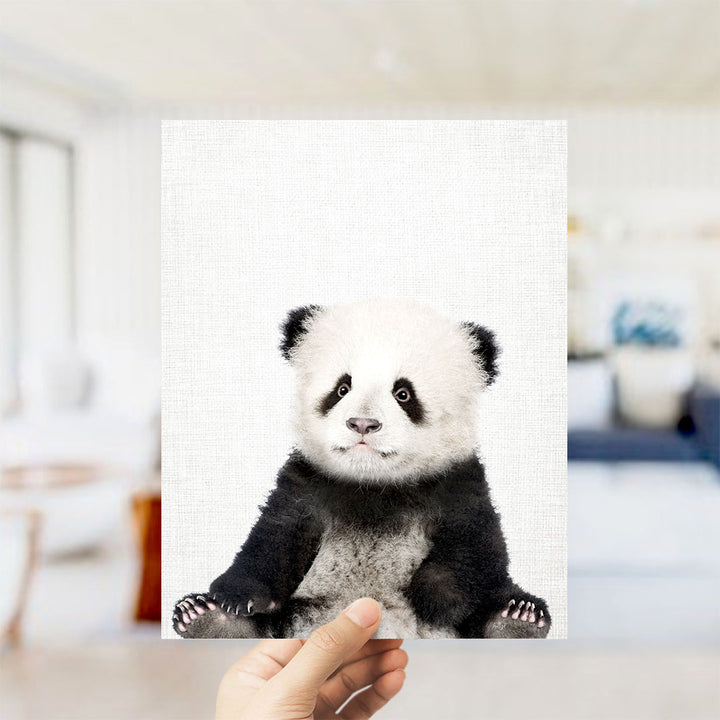 Baby Panda - Animal Portraits