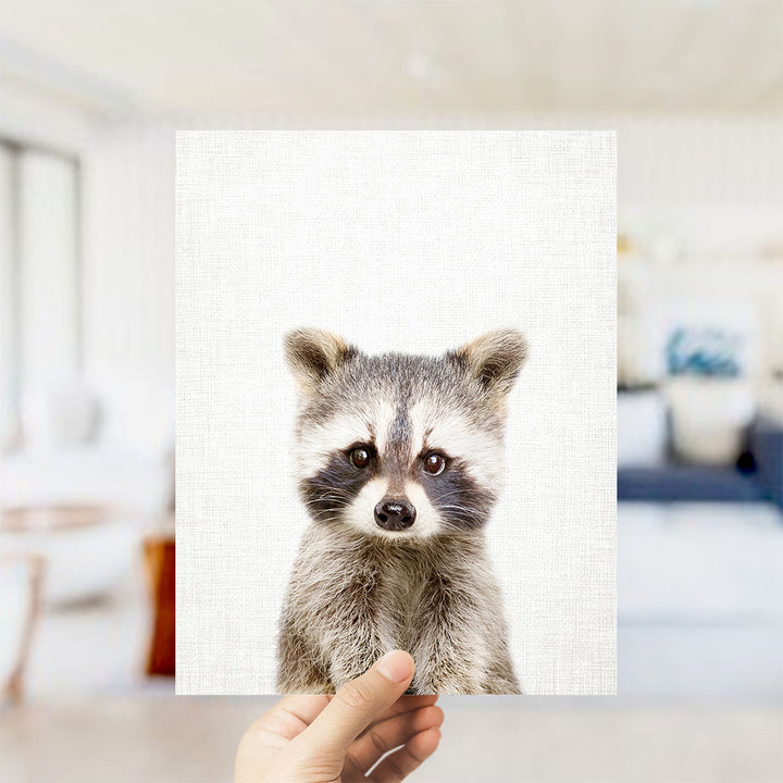 Baby Raccoon - Animal Portraits
