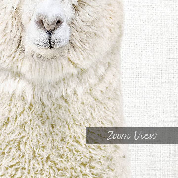 White Alpaca - Animal Portraits