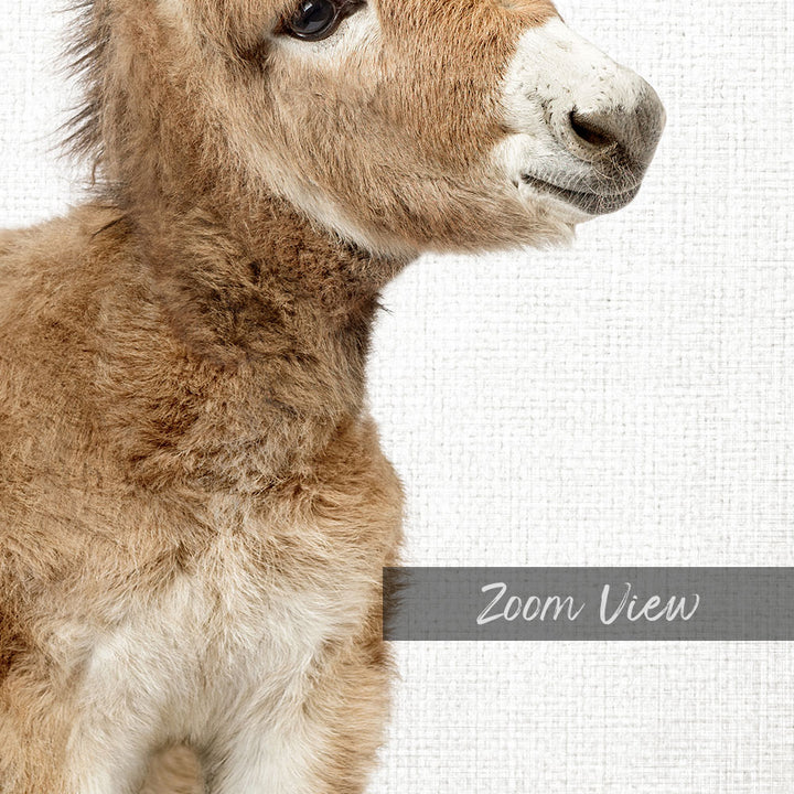 Baby Donkey - Animal Portraits