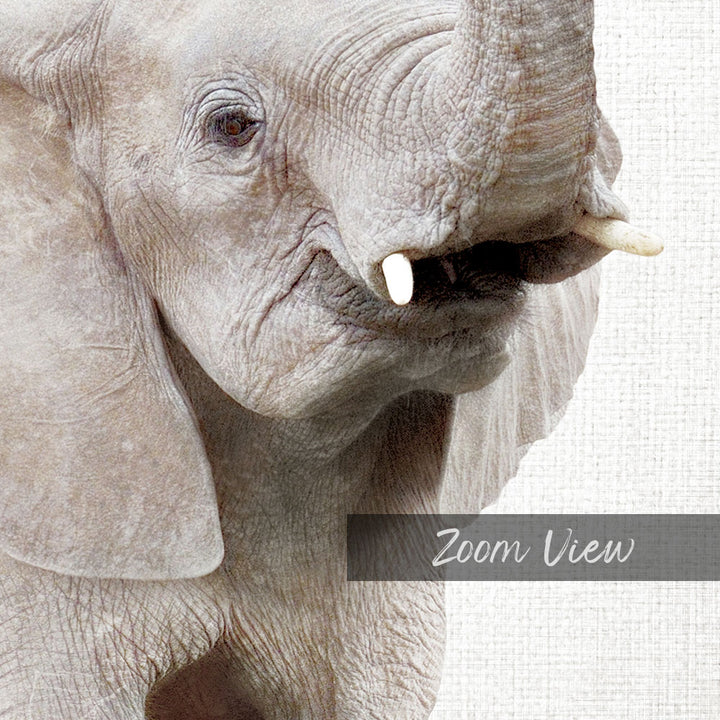 Baby Elephant - Animal Portraits