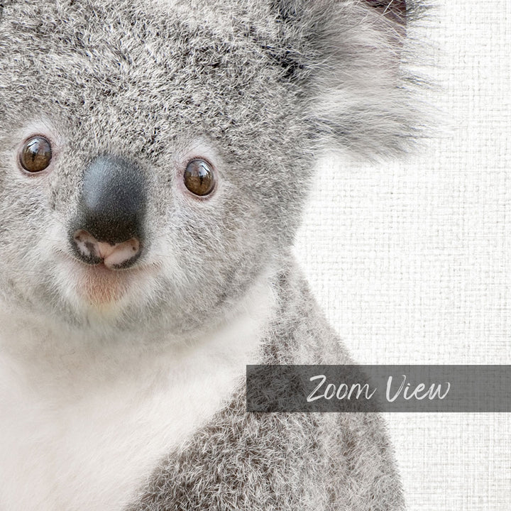 Baby Koala - Animal Portraits