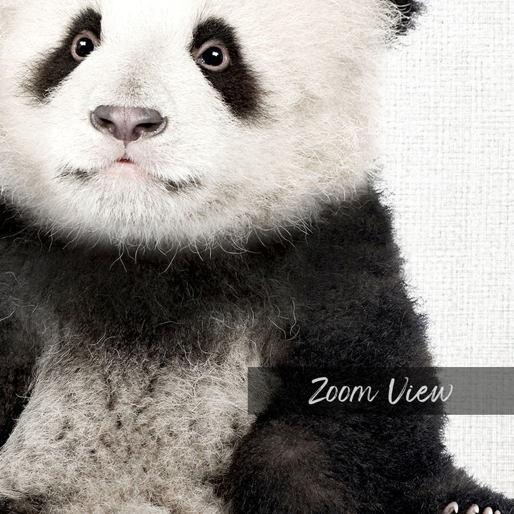 Baby Panda - Animal Portraits