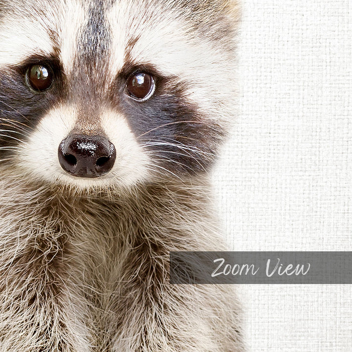 Baby Raccoon - Animal Portraits