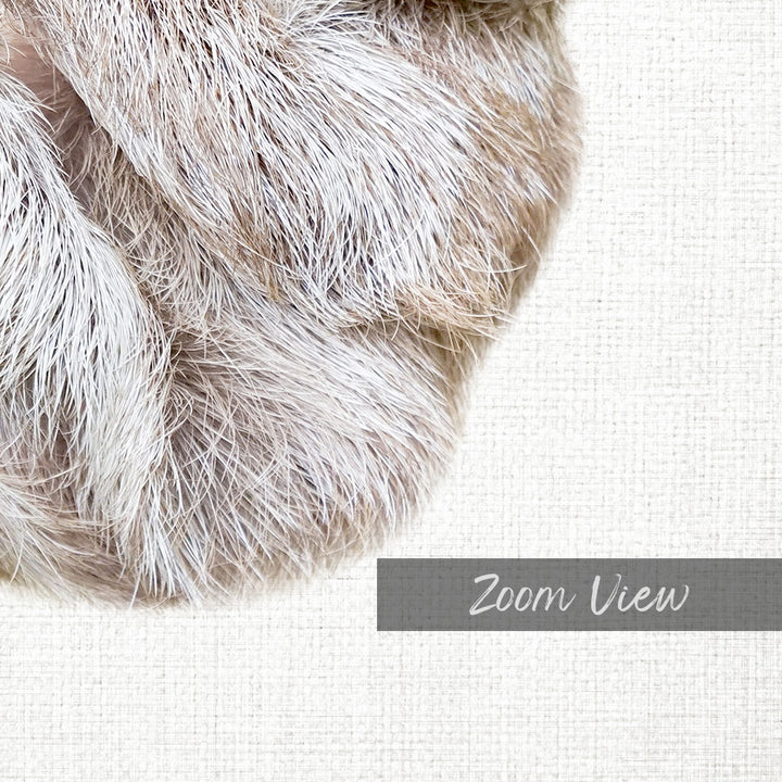 Baby Sloth Hanging Around - Animal Portraits