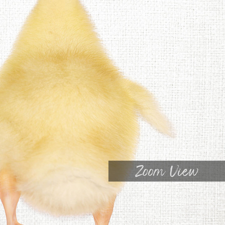 Yellow Ducky Facing Backwards - Animal Portraits