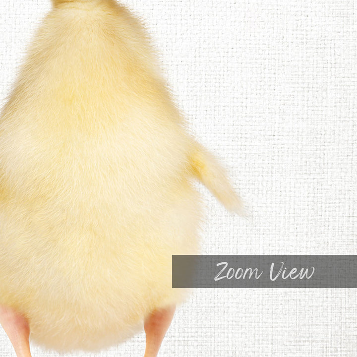 Yellow Ducky Side Glance - Animal Portraits