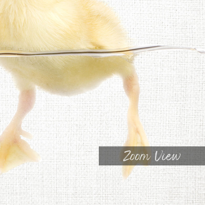 Yellow Ducky Swimming - Animal Portraits