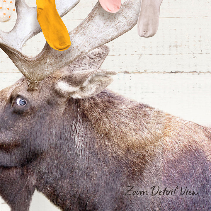 A close-up of a moose's head, with its large antlers and a pair of colorful socks hanging from them.